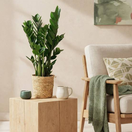 Zamioculcas Zamiifolia - D17 H75cm - Image 1