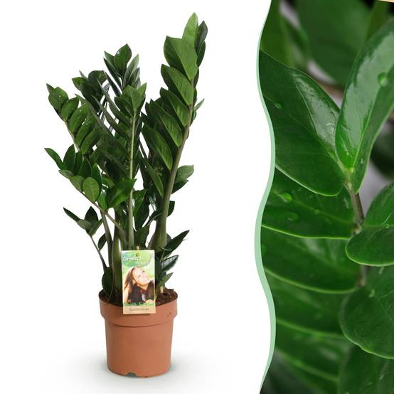 Zamioculcas Zamiifolia - D17 H75cm - Image 2