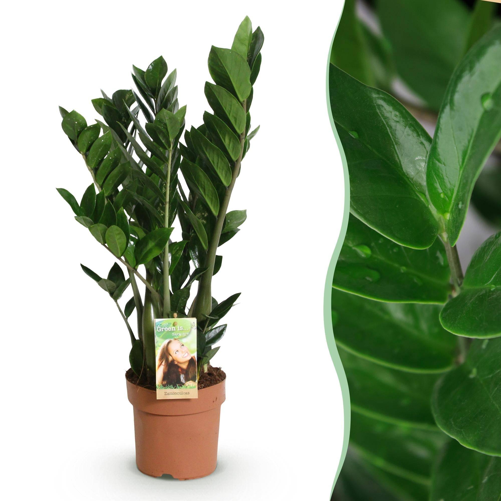 Zamioculcas Zamiifolia - D17 H75cm - Image 2