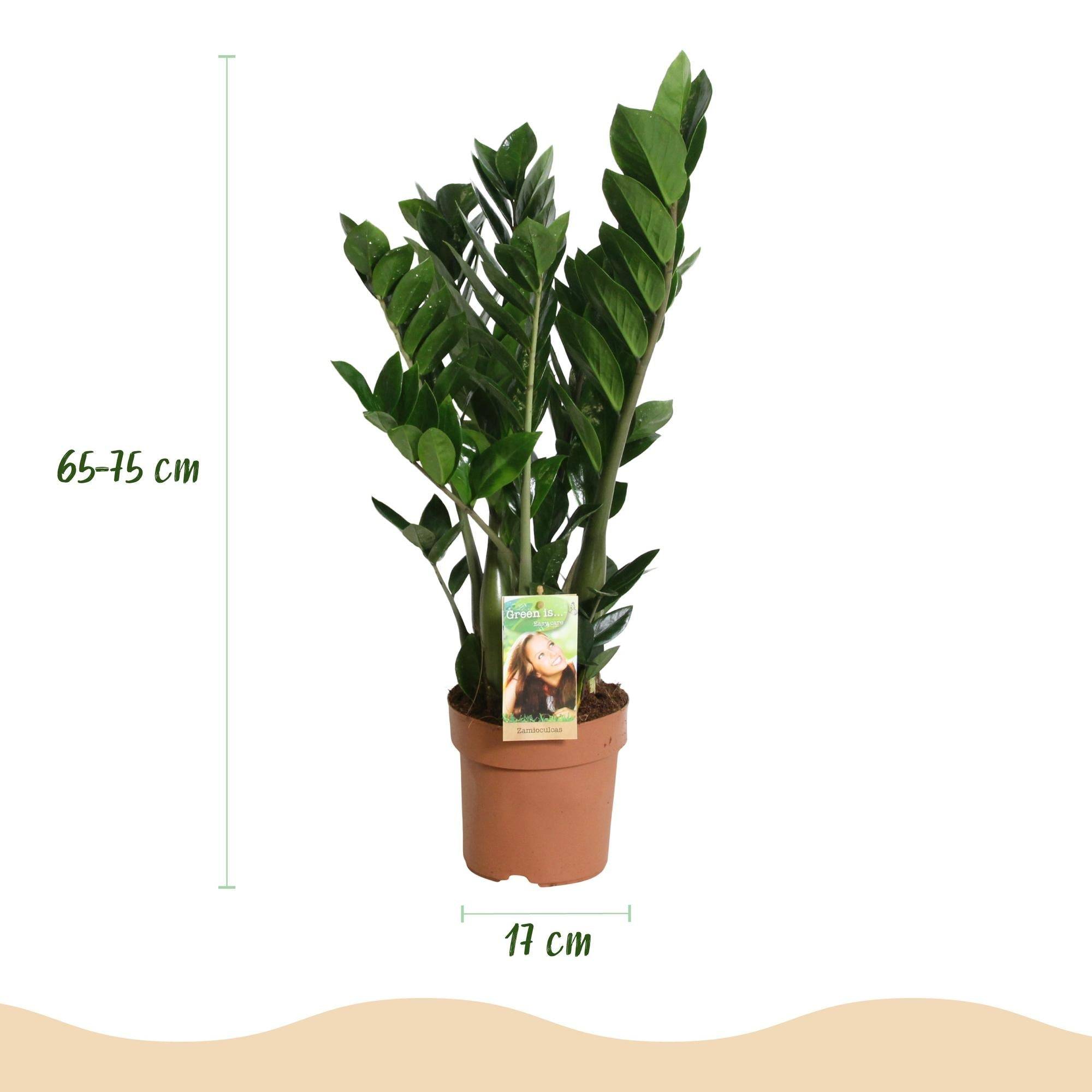Zamioculcas Zamiifolia - D17 H75cm - Image 4