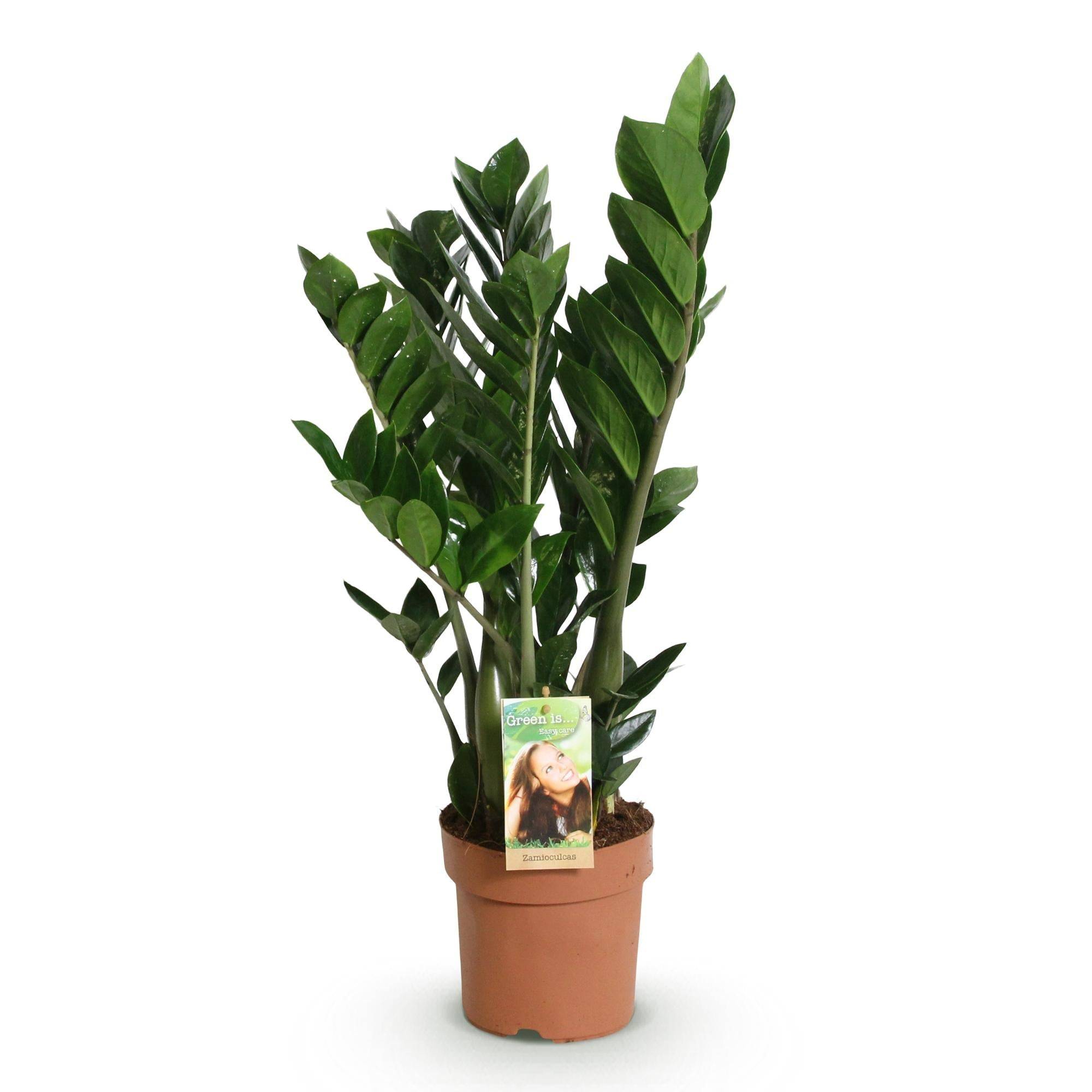 Zamioculcas Zamiifolia - D17 H75cm - Image 3