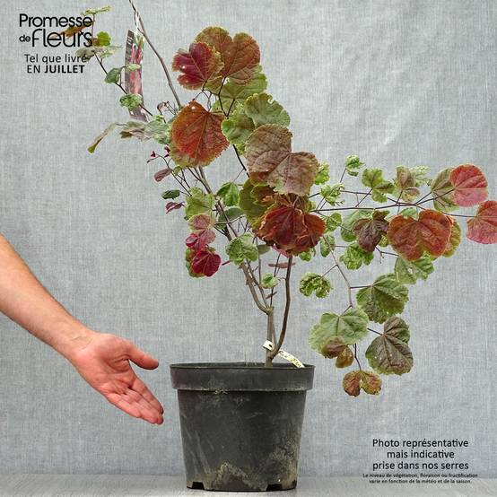 Gainier du Canada - Cercis canadensis Red Force Pot de 7,5L/10L - Image 2