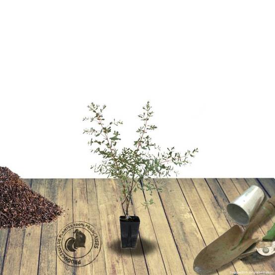 Eucalyptus France Bleu® 'Rengun', Gommier cidre - Pot de 3L - 40/60 cm - Image 9