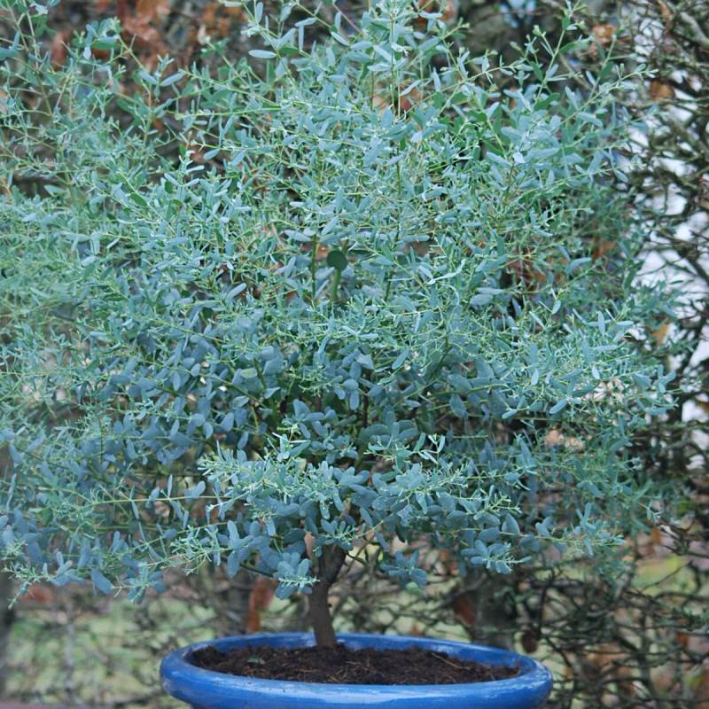 Eucalyptus France Bleu® 'Rengun', Gommier cidre - Pot de 3L - 40/60 cm - Image 1