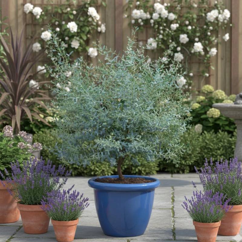 Eucalyptus France Bleu® 'Rengun', Gommier cidre - Pot de 3L - 40/60 cm - Image 2