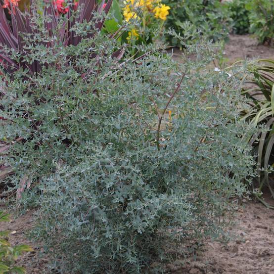 Eucalyptus France Bleu® 'Rengun', Gommier cidre - Pot de 3L - 40/60 cm - Image 8
