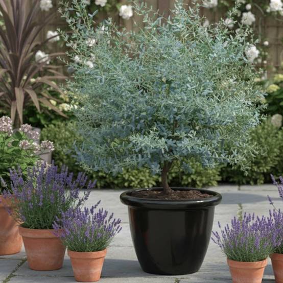 Eucalyptus France Bleu® 'Rengun', Gommier cidre - Pot de 3L - 40/60 cm - Image 7