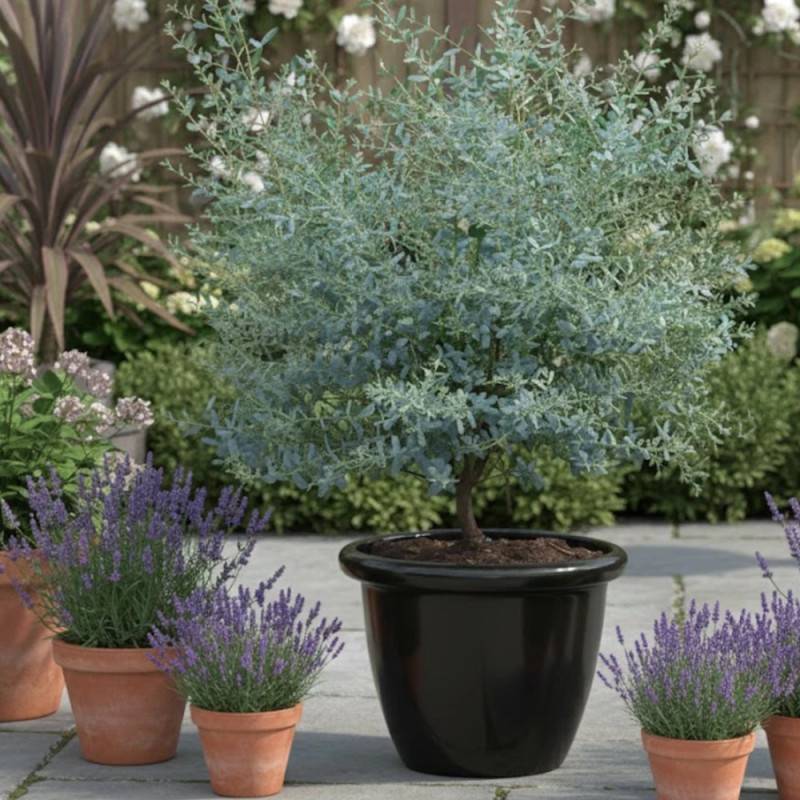 Eucalyptus France Bleu® 'Rengun', Gommier cidre - Pot de 3L - 40/60 cm - Image 7