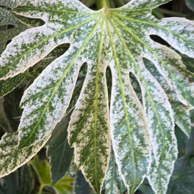 Fatsia Spider's Web, Faux-Aralia du Japon à fleurs Blanche - feuillage Persistant - Pot de 4L - 40/60 cm-  hauteur à maturité De 1,00 m à 1,50 m - Image 10