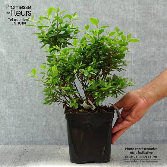 Azalée du Japon Al's Picotee - Rhododendron hybride Pot de 2L/3L - Image 2