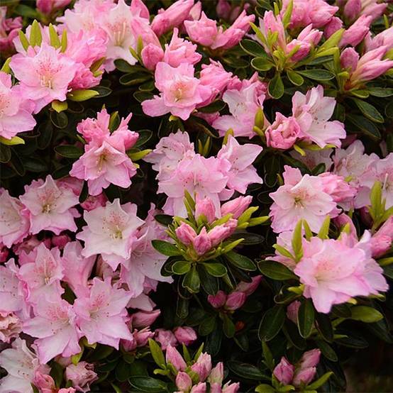 Azalée du Japon Al's Picotee - Rhododendron hybride Pot de 2L/3L - Image 1