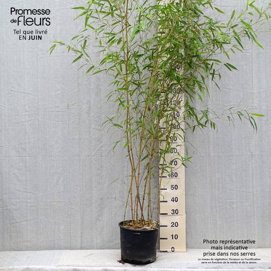 Phyllostachys aureosulcata Spectabilis - Bambou moyen Pot de 7,5L/10L - Image 2