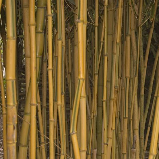 Phyllostachys aureosulcata Spectabilis - Bambou moyen Pot de 7,5L/10L - Image 1