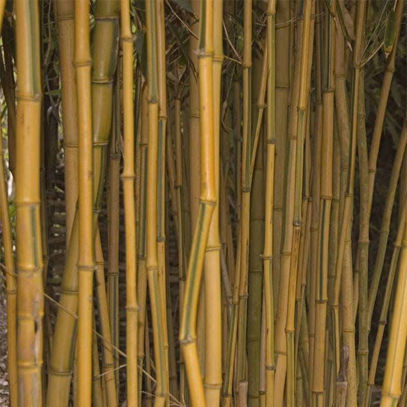 Phyllostachys aureosulcata Spectabilis - Bambou moyen Pot de 7,5L/10L - Image 1