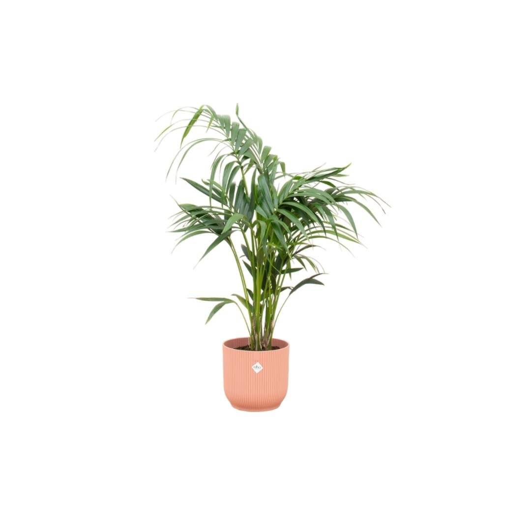 Palmier Kentia 130cm et son pot- La Green Touch Rose - Hauteur 130cm