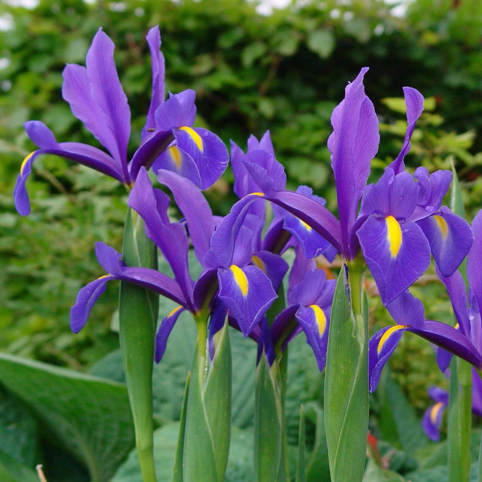 Promesse de Fleurs - Iris de Hollande Blue Magic Bulbe calibre 8/9 (par 15)