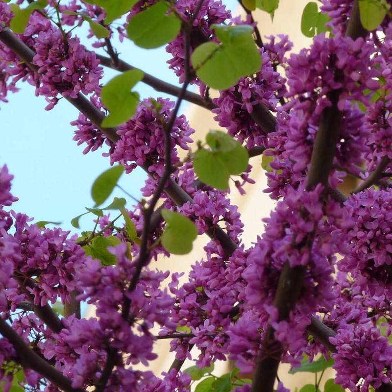Cercis silicastre, Arbre de Judée, Gainier à fleurs Rose/Rouge - feuillage Caduc - Pot de 10L - 80/100 cm - Image 2
