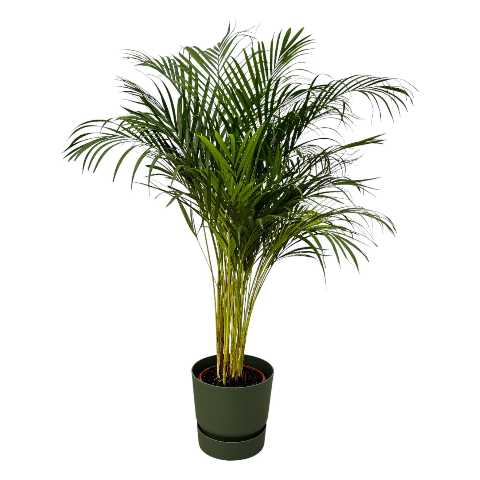 Palmier Areca - Plantes d'intérieur - Image 1