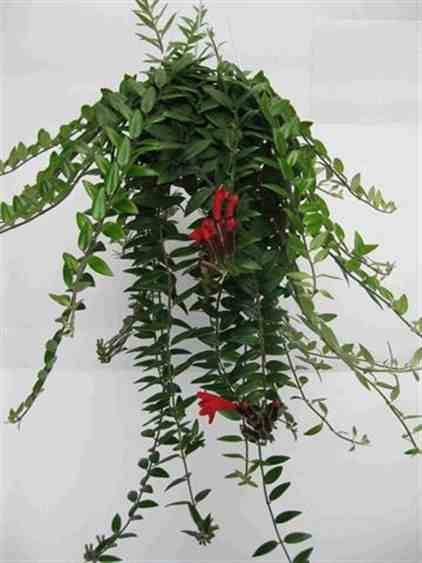 Sans Marque - Aeschynanthus hybride "Caroline" Taille:Pot de 2 litres - 20/60 cm - Couleur floraison:rouge