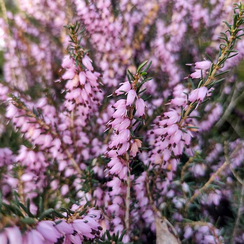 Promesse de Fleurs - Bruyère de Darley - Erica darleyensis Furzey Pot de 1L/1,5L - Image 1