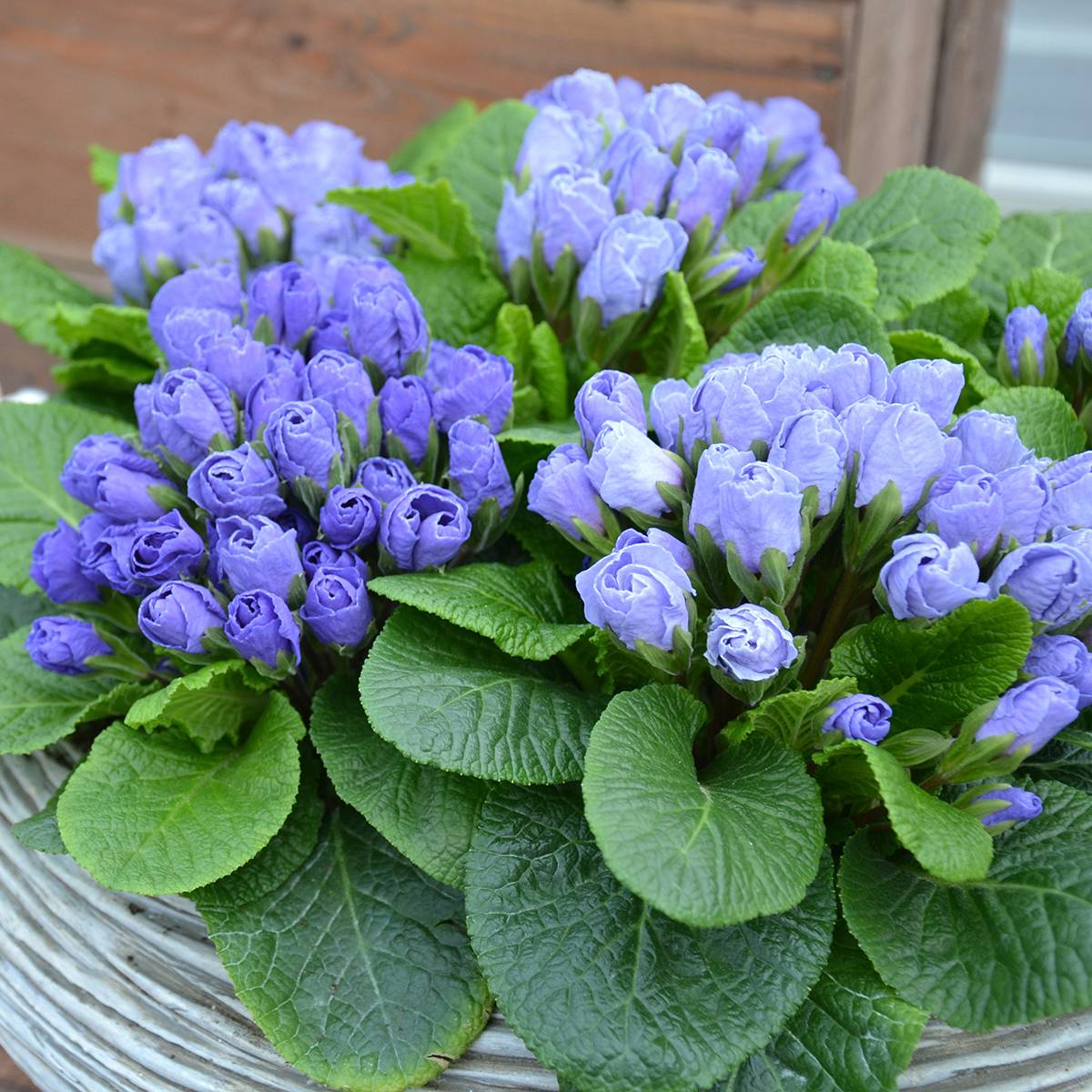 Promesse de Fleurs - Primevere Rosebud F1 Crocus Blue - Primula acaulis Mini-motte Ø 1,5/2,5 cm (par 5)