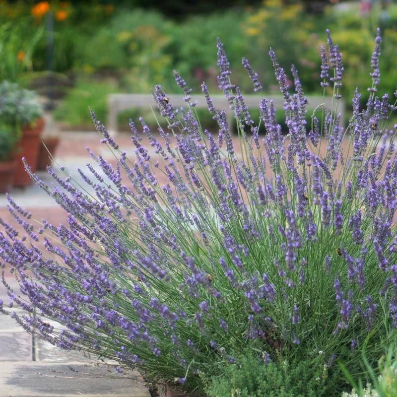 Lavande Phenomenal™ 'Niko' à fleurs Bleue - feuillage Persistant - Pot de 3L - 20/40 cm-  hauteur à maturité De 0,50 m à 1,00 m - Image 1