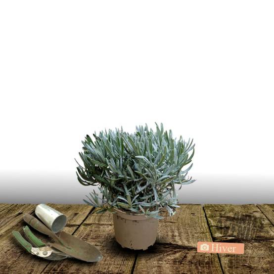 Lavande Phenomenal™ 'Niko' à fleurs Bleue - feuillage Persistant - Pot de 3L - 20/40 cm- hauteur à maturité De 0,50 m à 1,00 m - Image 4