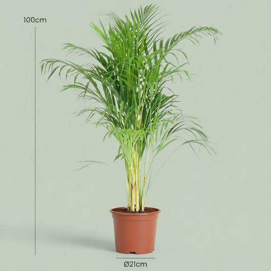 Areca Palm (Dypsis) P21 - D21 H100cm - Image 4