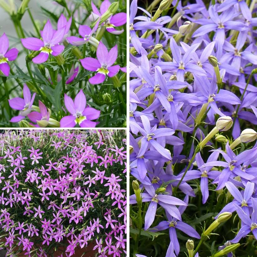 Collection 3 Laurentias ou Isotoma - Collection de 3 plantes