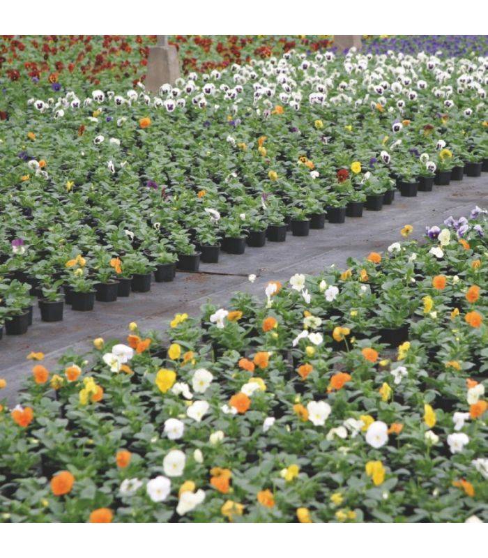 Florivert - Pack de 10 sacs de terreau français pour plantes vertes et fleurs Flori Horticole 70L NEG01644-10x70 - Image 7