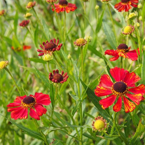 Promesse de Fleurs - Hélénium Rubinzwerg - Hélénie rouge acajou Godet de 8/9 cm