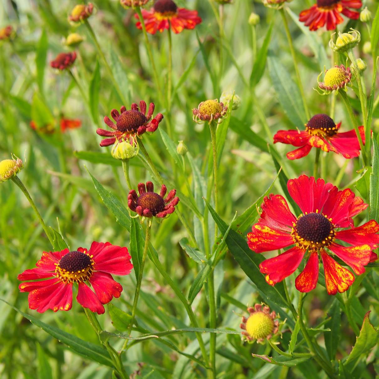 Promesse de Fleurs - Hélénium Rubinzwerg - Hélénie rouge acajou  Godet de 8/9 cm