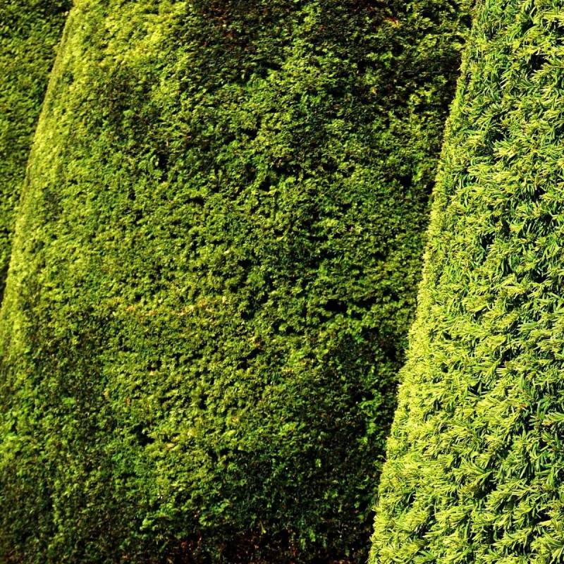 If fastigié doré, Taxus - Pot de 3L - 20/40 cm