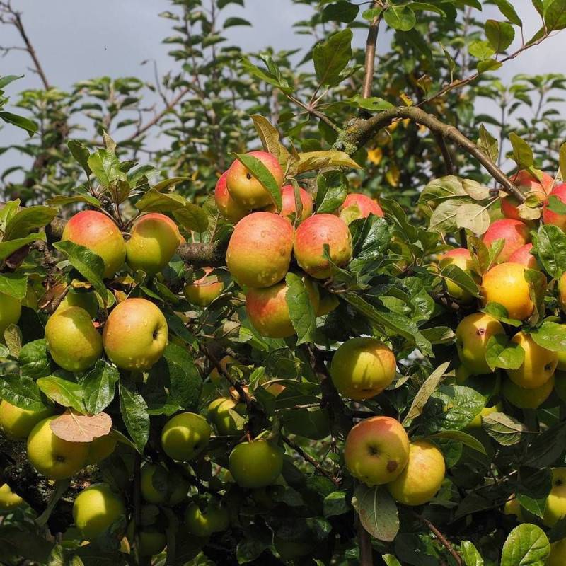 Pommier Delbard Jubilé® 'Delgollune' - Bon rendement - Pot de 10 Litres - Simple U - De 3,00 m à 5,00 m - Image 5