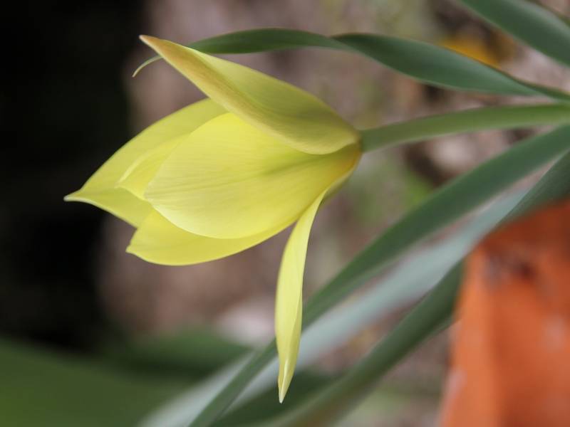 Promesse de Fleurs - Tulipe botanique clusiana Honky Tonk Bulbe calibre 6+ (par 10) - Image 3