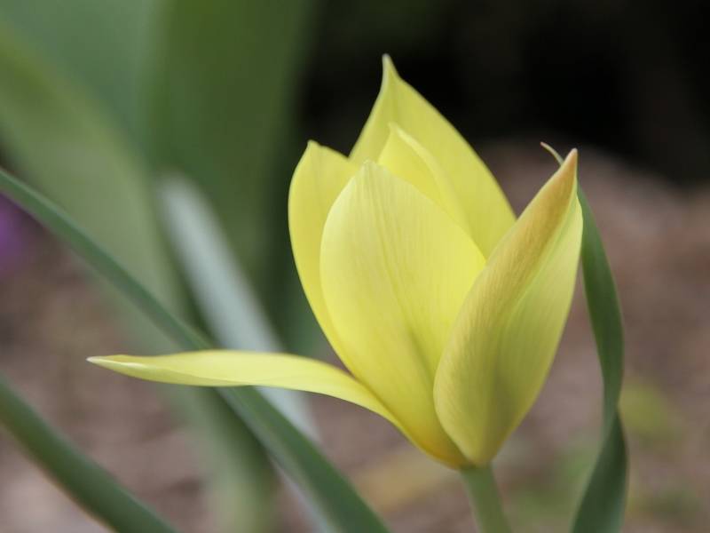 Promesse de Fleurs - Tulipe botanique clusiana Honky Tonk Bulbe calibre 6+ (par 10) - Image 2