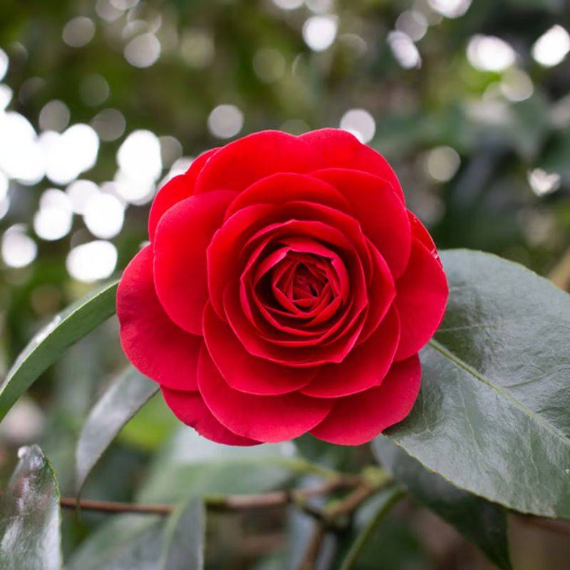 Camélia du Japon 'Black Lace' (Camellia japonica 'Black Lace') - Godet 9cm - Pépinières Naudet