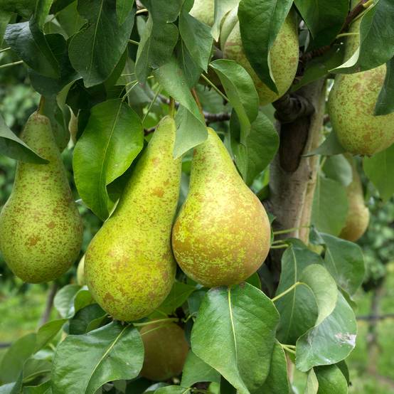 Poirier Fertilia Delbard Motte "Prêt-à-planter", Demi-Tige