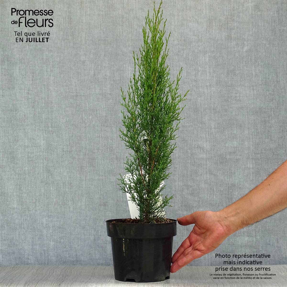 Cupressus sempervirens Totem - Cyprès de Florence Pot de 2L/3L - Image 2