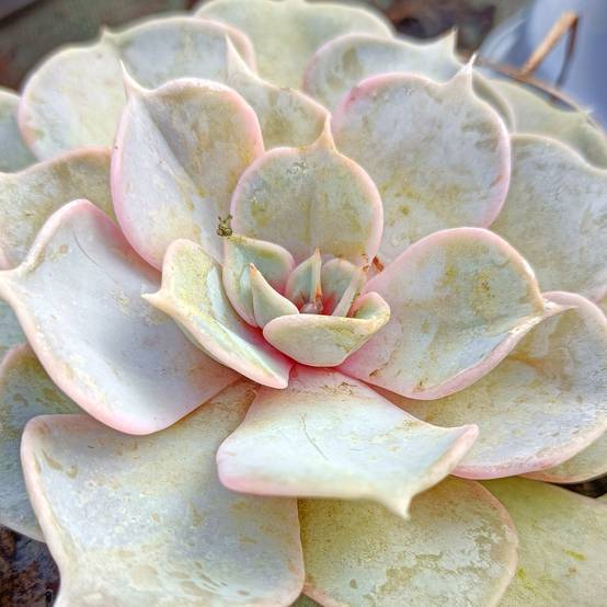 Echeveria lilacina Pot de 1,5L/2L