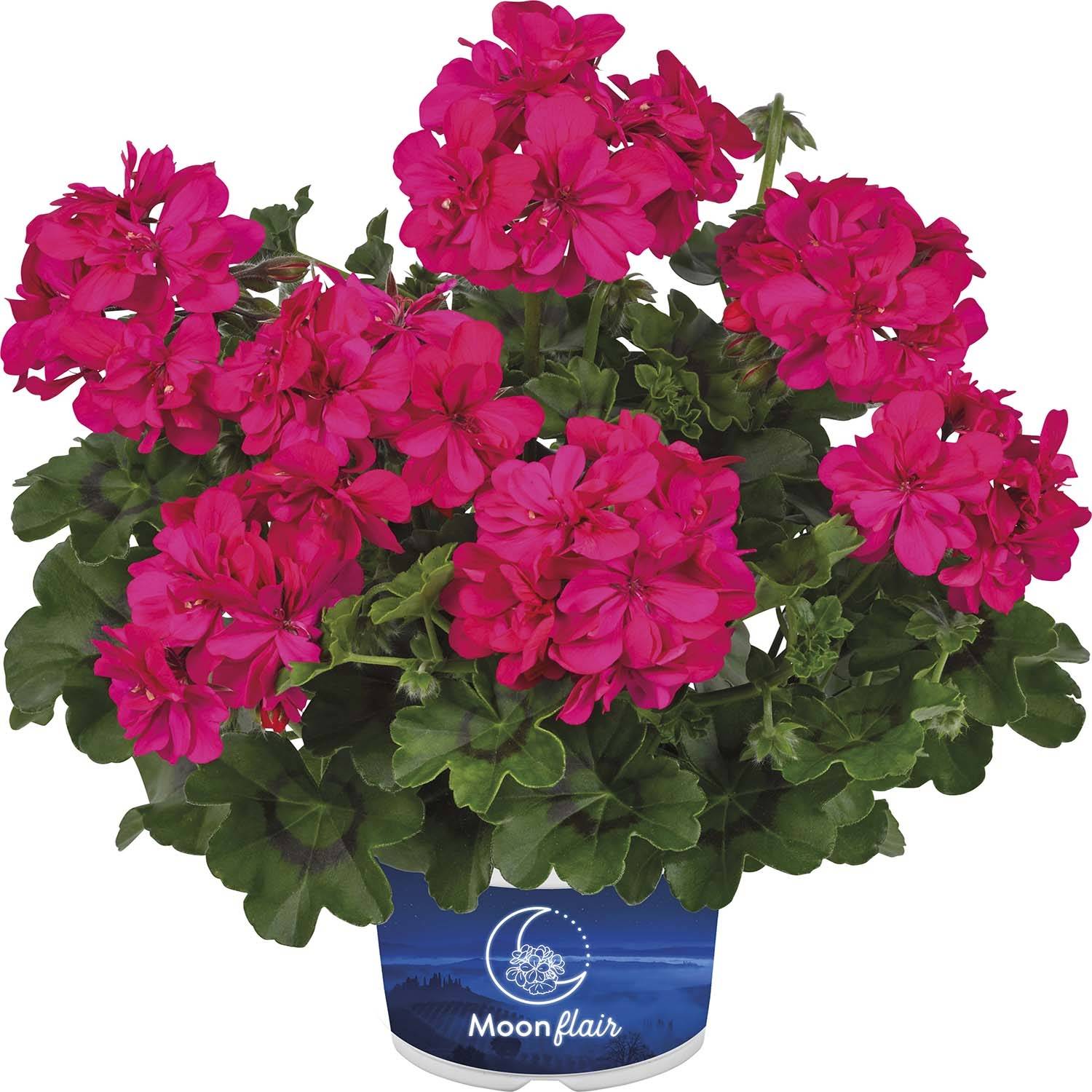Géranium lierre à feuillage sombre Moonflair Dark Pink Mini-motte Ø 3/4 cm (par 5)