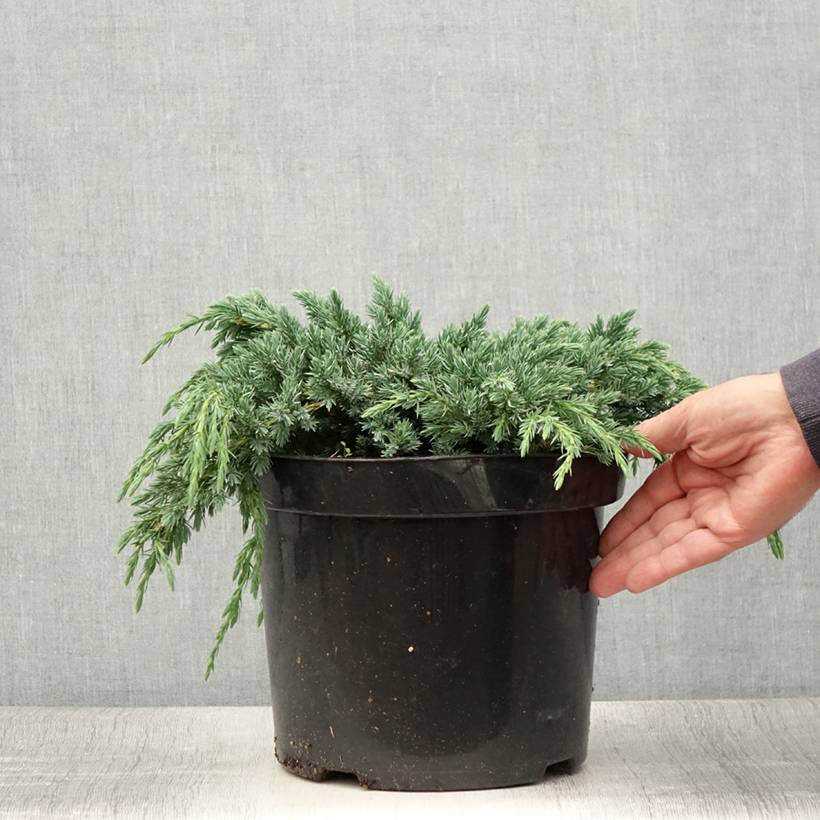 Genévrier écailleux - Juniperus squamata Blue Spider Pot de 7,5L/10L - Image 2