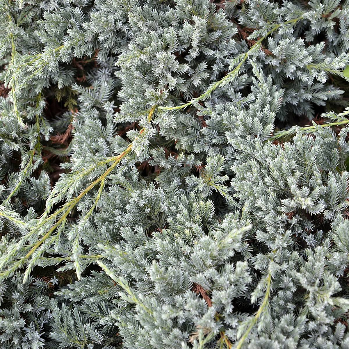 Genévrier écailleux - Juniperus squamata Blue Spider Pot de 7,5L/10L - Image 1