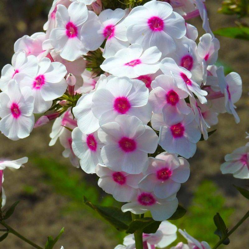 3 Phlox 'Coral Eye' - Lot de 3 vivaces - Pépinières Naudet - Image 1