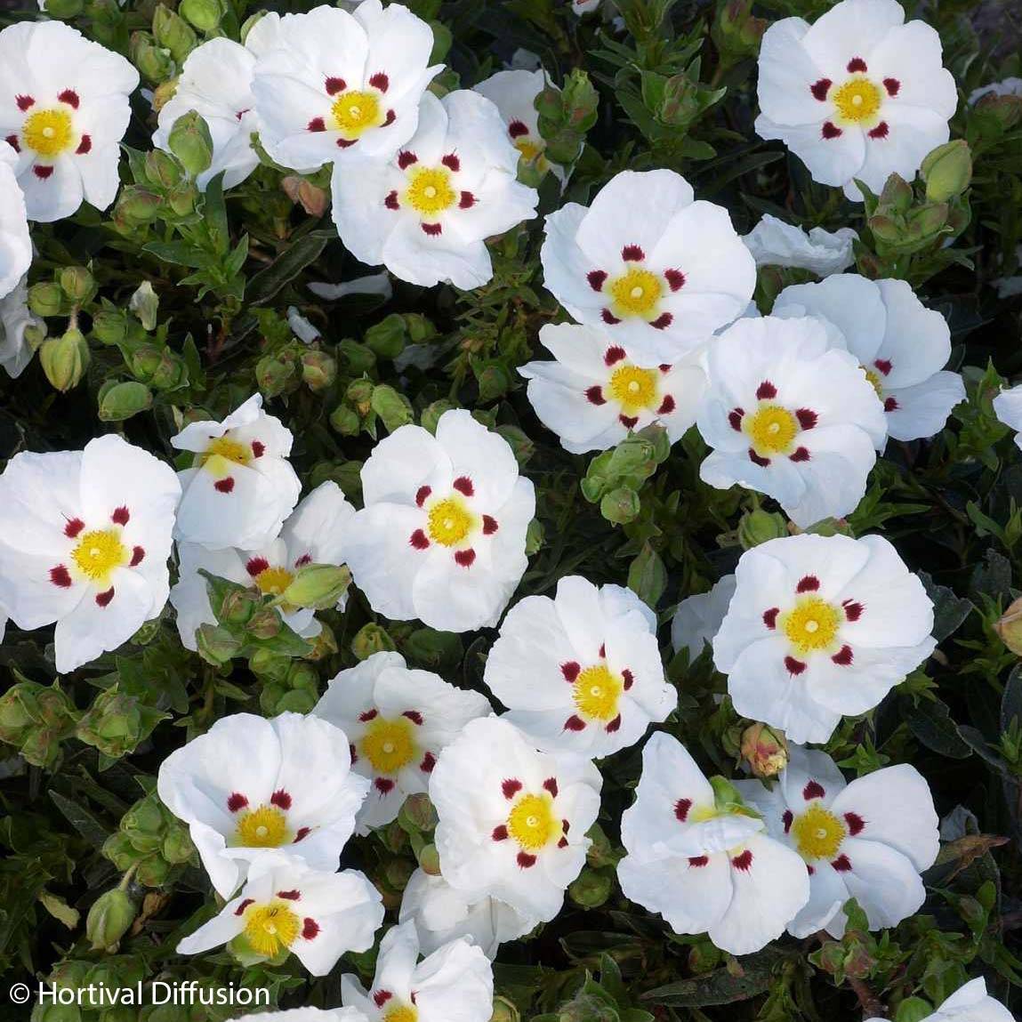 Promesse de Fleurs - Ciste du Portugal - Cistus x lusitanicus Decumbens Pot de 2L/3L
