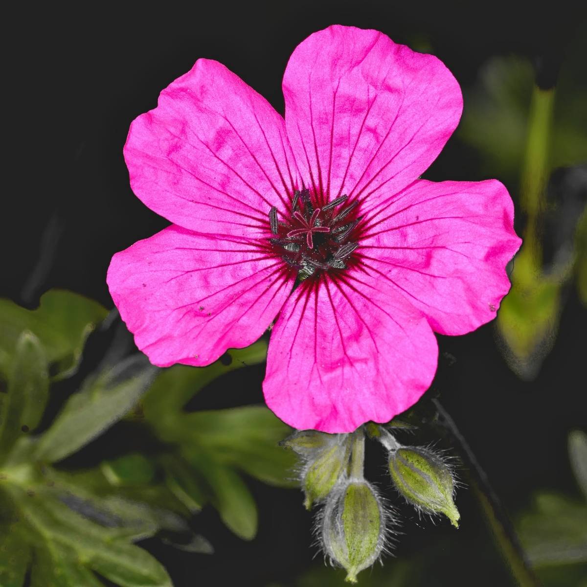 Promesse de Fleurs - Geranium vivace cinereum Jolly Jewel Purple Godet de 8/9 cm