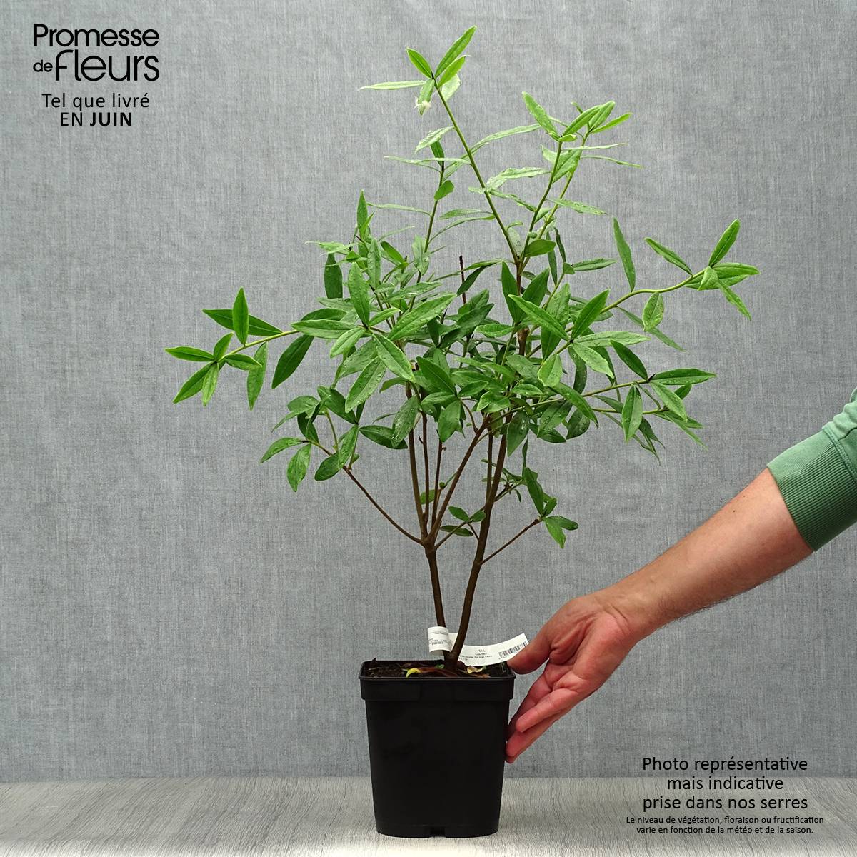Daphne Spring Beauty Pot de 3L/4L - Image 2