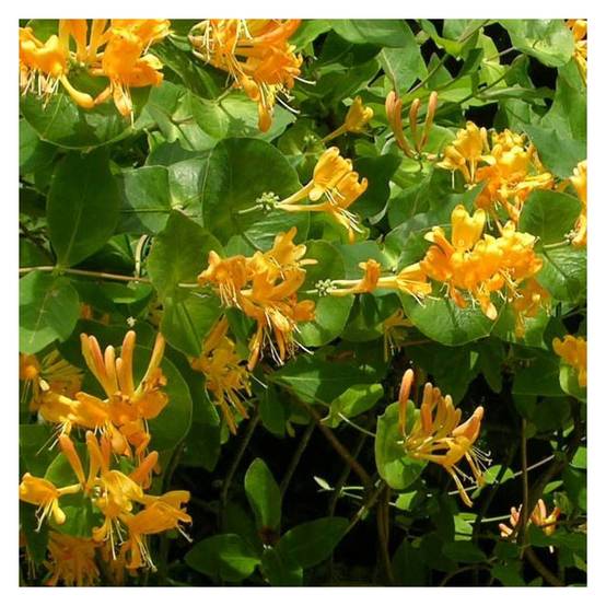 Chèvrefeuille de Brown Mandarin® à fleurs Orange - feuillage Semi-Persistant - Godet - 5/20 cm- hauteur à maturité De 3,00 m à 5,00 m - Image 4