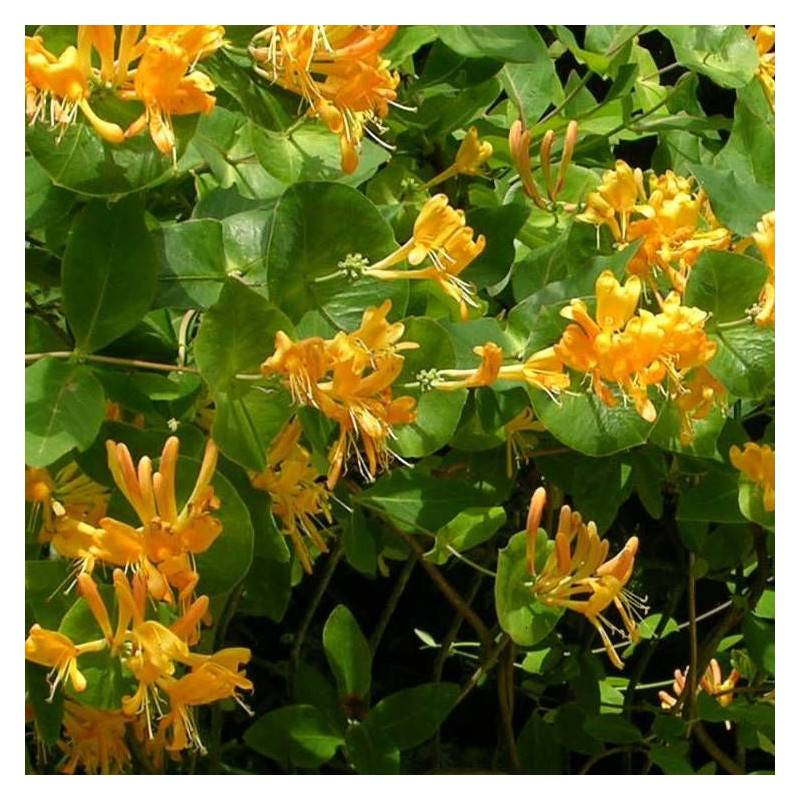 Chèvrefeuille de Brown Mandarin® à fleurs Orange - feuillage Semi-Persistant - Godet - 5/20 cm-  hauteur à maturité De 3,00 m à 5,00 m - Image 4