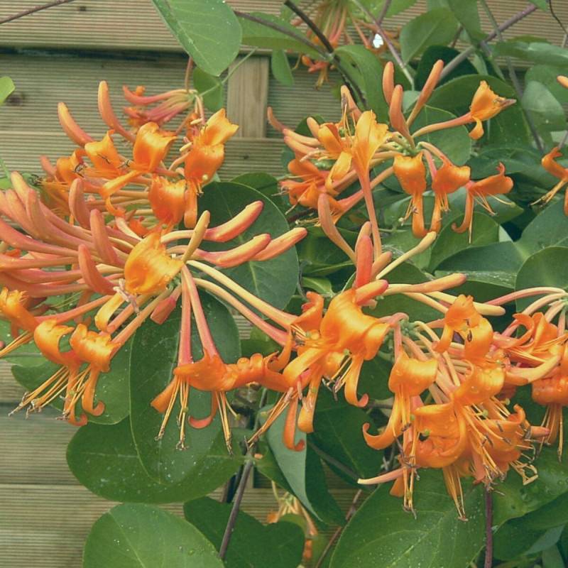 Chèvrefeuille de Brown Mandarin® à fleurs Orange - feuillage Semi-Persistant - Godet - 5/20 cm- hauteur à maturité De 3,00 m à 5,00 m - Image 1